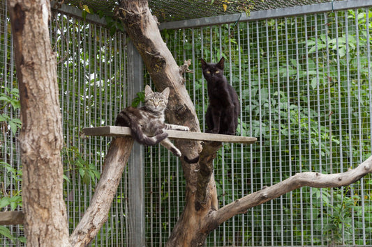 What is a Catio and What are their Benefits? A Comprehensive Guide for the Cat-First Home | OmniaPaws