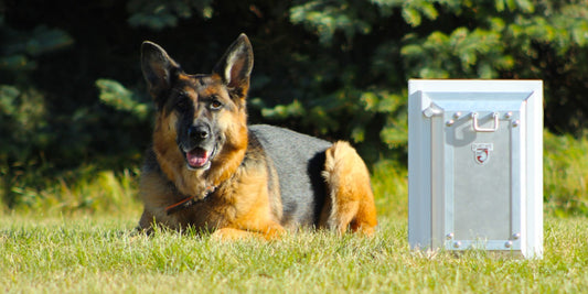 Security Boss Pet Doors: Exploring the Best in Residential Pet Door Models
