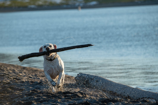 How Much Exercise Does My Dog Need Everyday: Tailoring Fitness for Fido | OmniaPaws