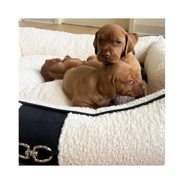 Bowsers Signature Scoop Dog Bed - Signature Coco / Microvelvet / Small | OmniaPaws