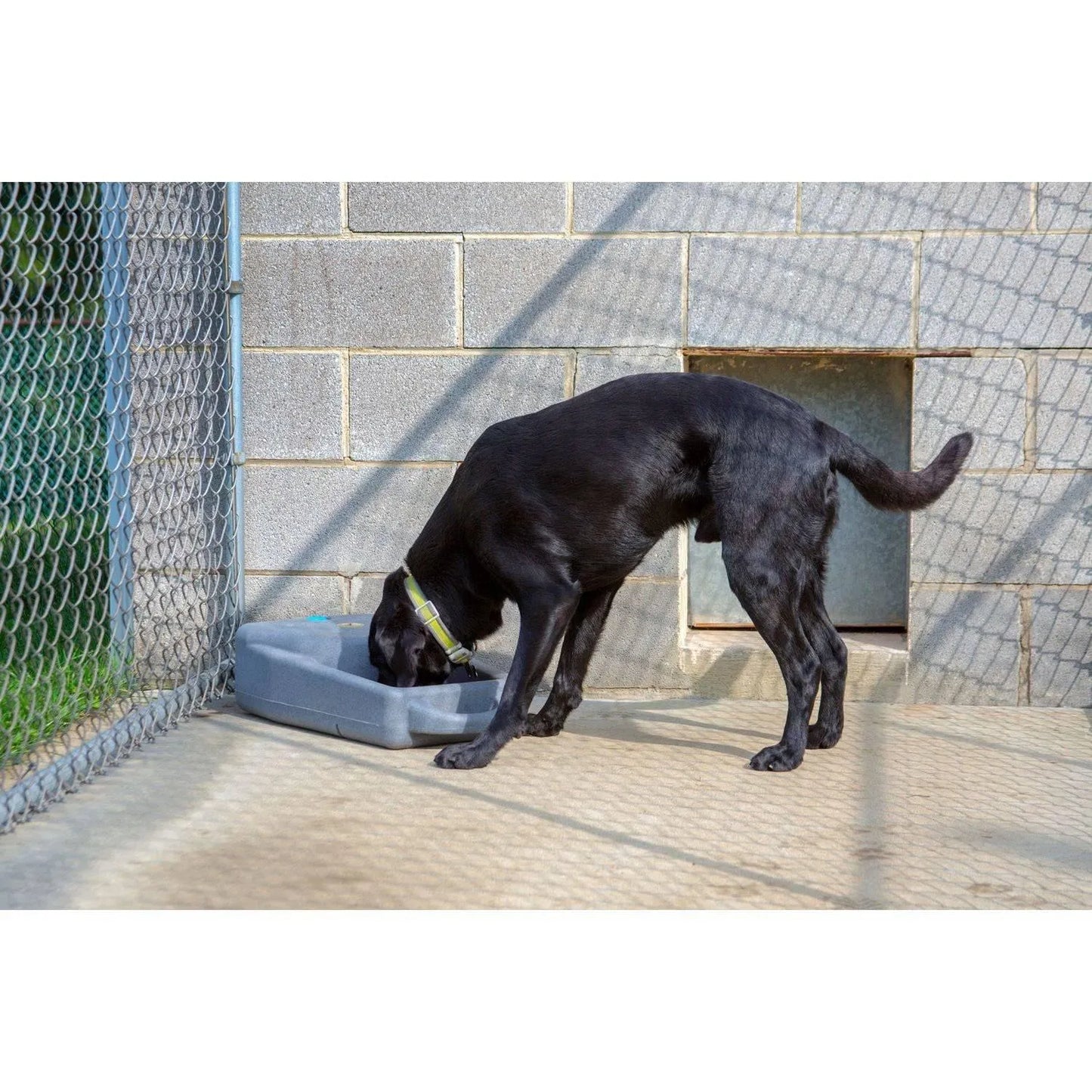 Dakota 283 Dash 3.5 Gallon Water System - Coyote Granite / No Antimicrobial Protection | OmniaPaws