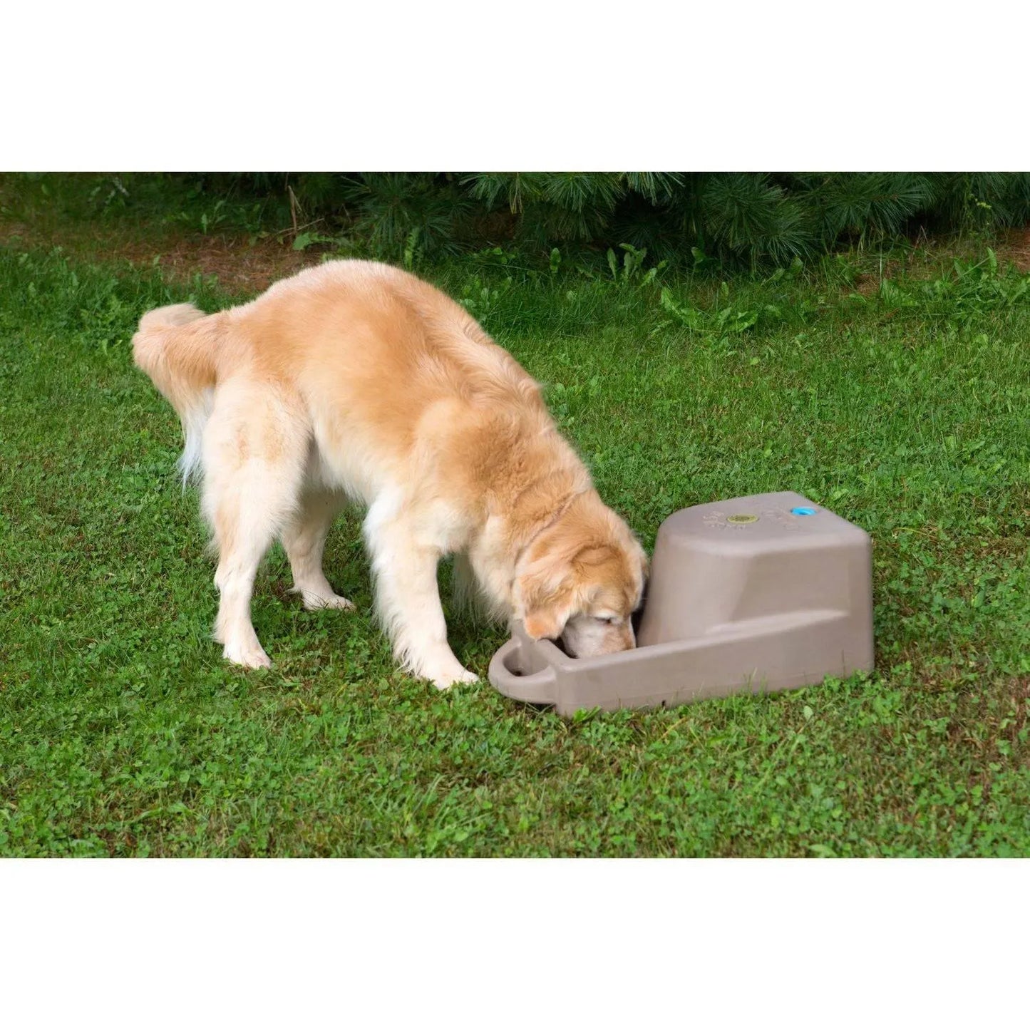 Dakota 283 Dash 5 Gallon Water System - Coyote Granite / No Antimicrobial Protection | OmniaPaws