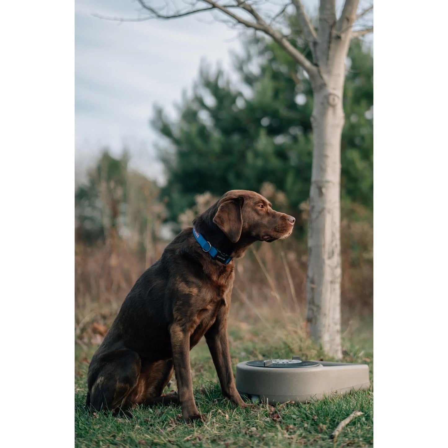 Dakota 283 Dine N Dash - Coyote Granite / No Antimicrobial Protection | OmniaPaws