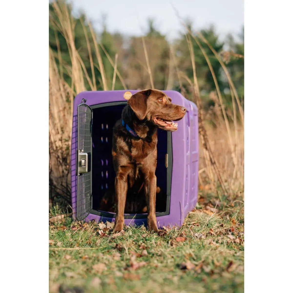 Dakota 283 G3 Medium Framed Kennel - Blue / No Antimicrobial Protection | OmniaPaws