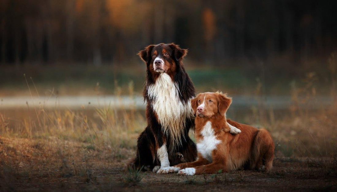 Benefits of Crate Training: Why Crate Training is Great for Your Dog - OmniaPaws