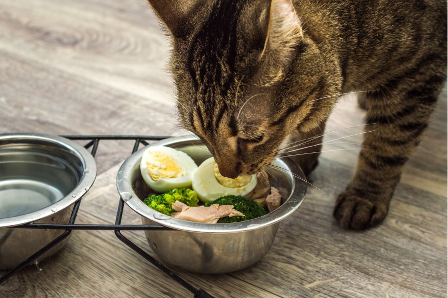 Easy Homemade Natural Cat Food Recipes - OmniaPaws