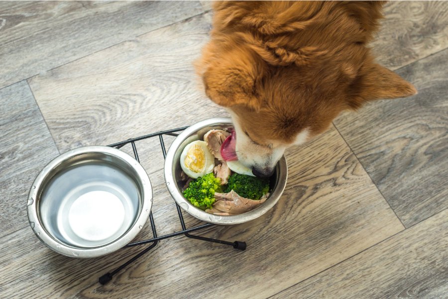 Easy Homemade Natural Dog Food Recipes - OmniaPaws