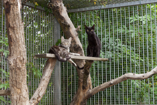 What is a Catio and What are their Benefits? A Comprehensive Guide for the Cat-First Home
