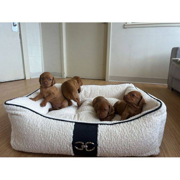 Bowsers Signature Scoop Dog Bed - OmniaPaws